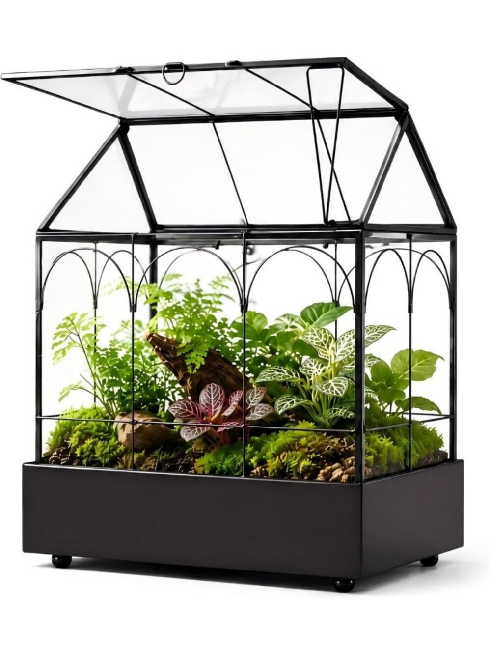 Large Glass Plant Terrarium Kit with Tray – Perfect for Succulents & Houseplants